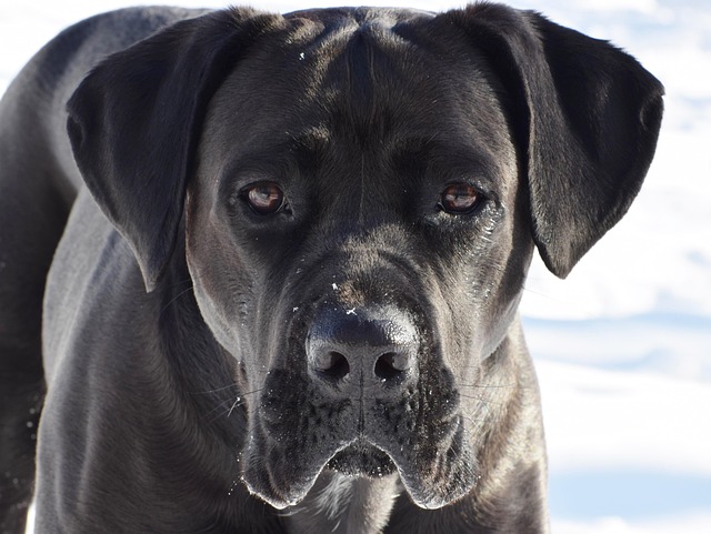 pasticceria artigianale italiana corso pratico forno pane dolci